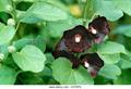 Hollyhocks